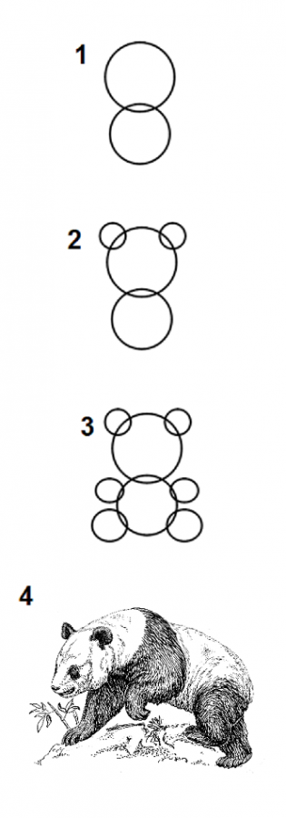 como dibujar un osos