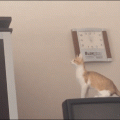El mejor salto de un gato