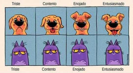 Expresiones de gatos vs perros