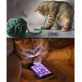 Gatos y su evolucion
