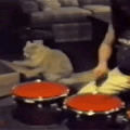 El gato baterista