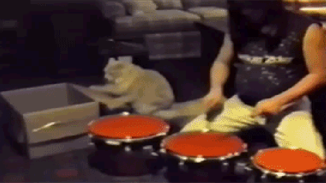 El gato baterista