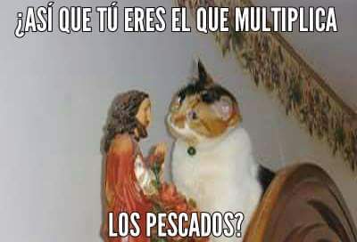 Los gatos adoran a Jesus