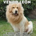 Se vende leon bilingue