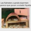 Los cambios de estados en los hamster