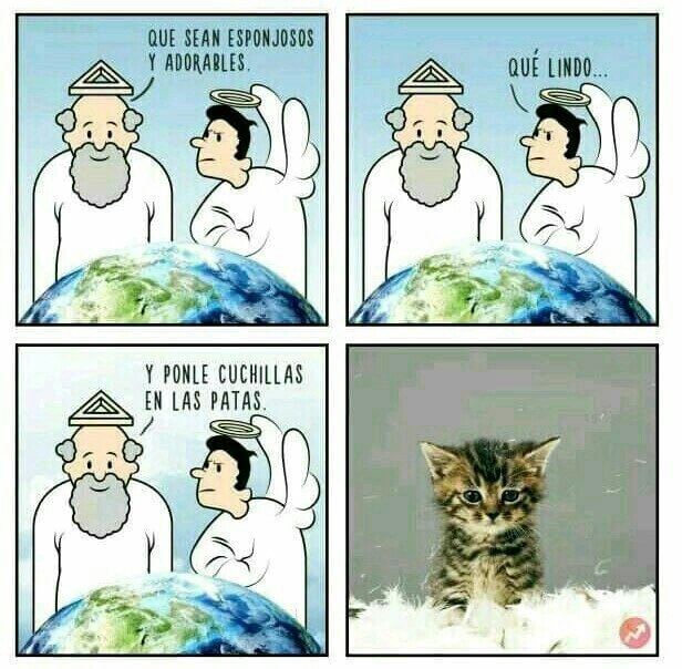 El origen de los gatos