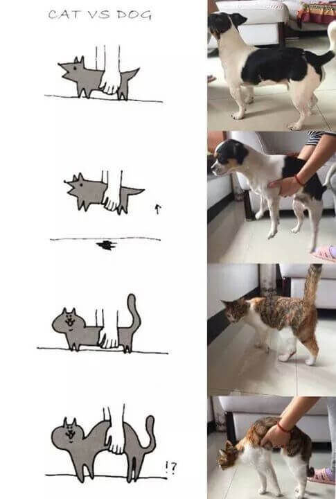 Perros vs Gatos en anatomia