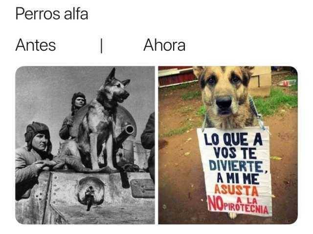 Perros de antes y ahora