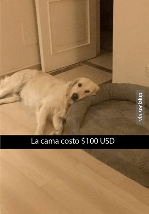 La cama costo 100 dolares