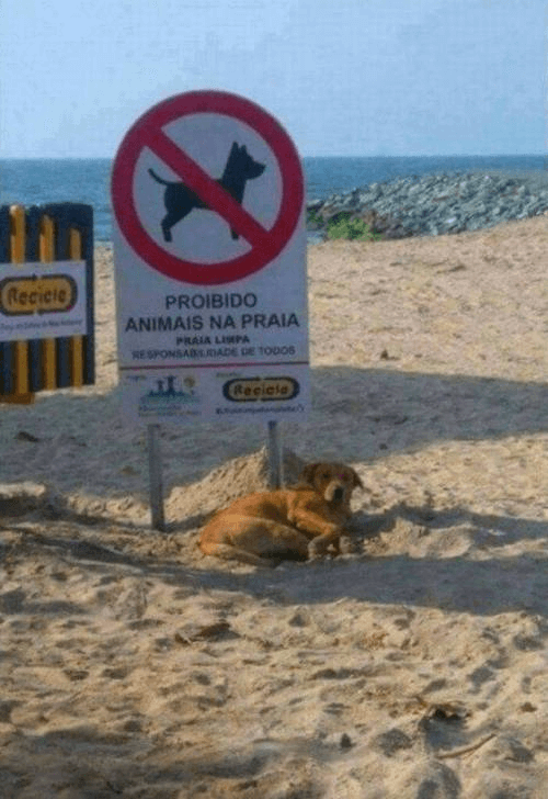 Prohibido animales en la playa