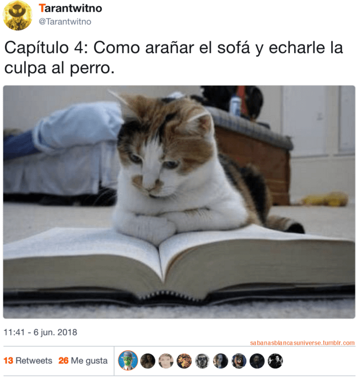 Lectura de gatos