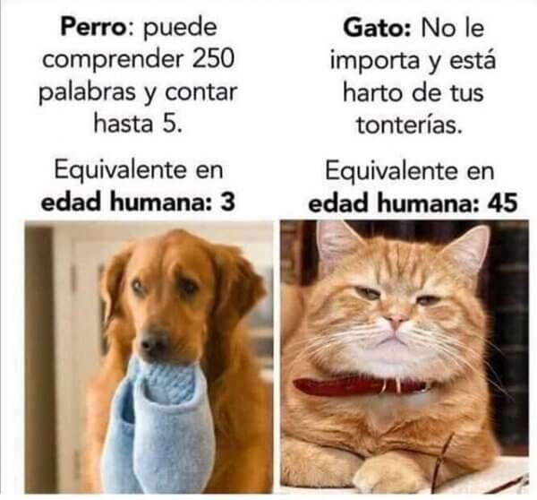 Comparando al perro vs el gato