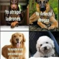 Diferentes tipos de perros
