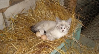 El gato pone huevos