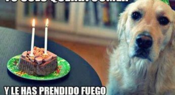 Yo solo quería comer…