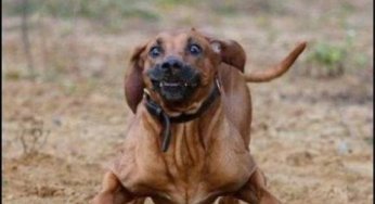 tira la pelota