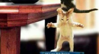 Felinos rufianes