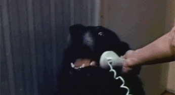 El perro que podía hablar por teléfono