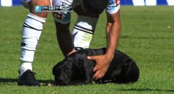 Como retirar un perro del partido