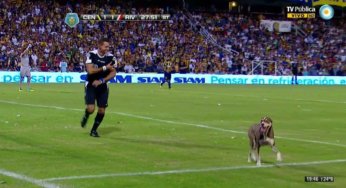 Perro defecando en un partido Argentino