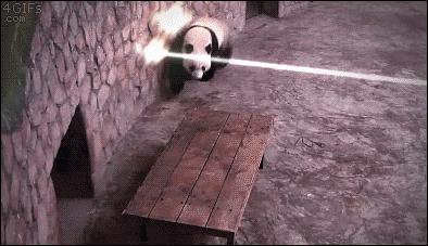 Un panda esta constantemente en una guerra por sobrevivir