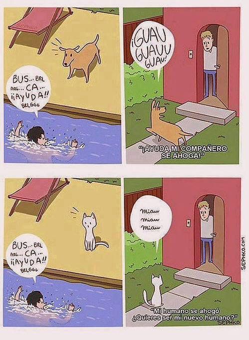 diferentecias entre perros y gatos