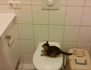 Gato trata de saltar sobre un toilet