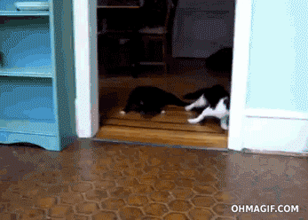 Gatos vs un piso limpio