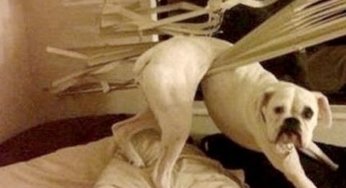Los perros pueden ser muy lindos