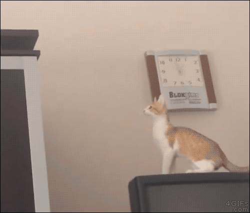 El mejor salto de un gato