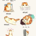 Guia del lenguaje corporal de los gatos