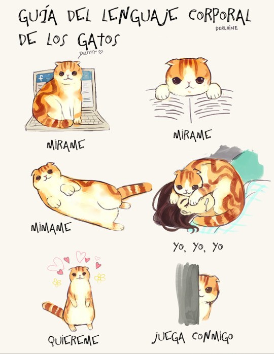 Guia del lenguaje corporal de los gatos