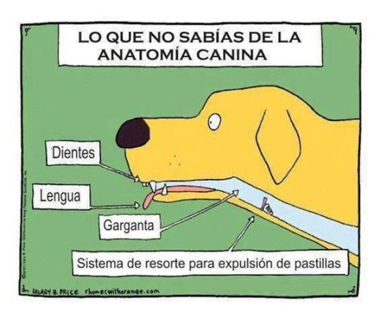Lo que no sabias de las anatomia canina