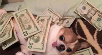 Si tan solo me pagaran por tener hambre