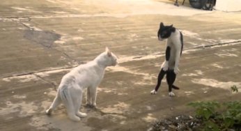 Gatos contra el mundo
