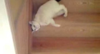 La particular forma de bajar las escaleras de esta gato