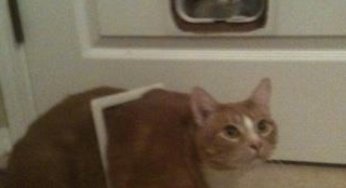 Creo que mi gato esta ganando peso