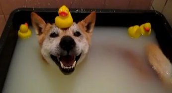 Animales tomando un baño