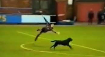 Cuando los animales invaden el fútbol