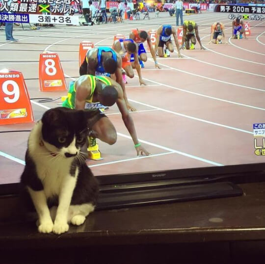 El gato que queria ser corredor olimpico