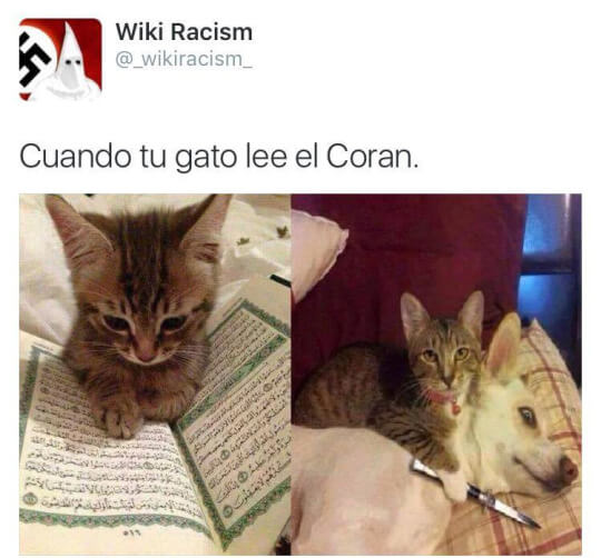 Cuando tu gato lee el coran