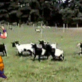 Goku el odiador de vacas