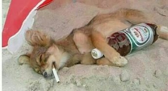 Cuando tu perro se parece demasiado a ti