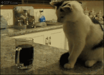 Gato vs Bebida