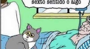 Un gato con un sexto sentido