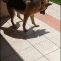 Cuando tu perro descubre su sombra