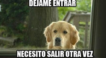 Cuando tu perro es manipulador pero tonto