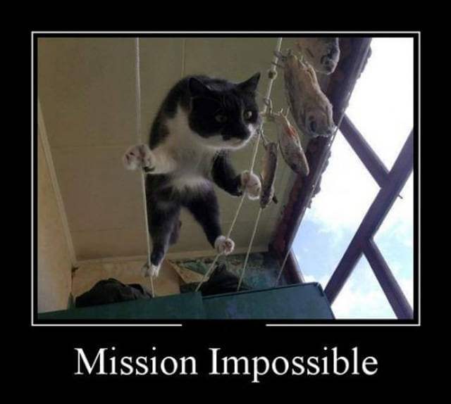 Mission imposible nivel gato