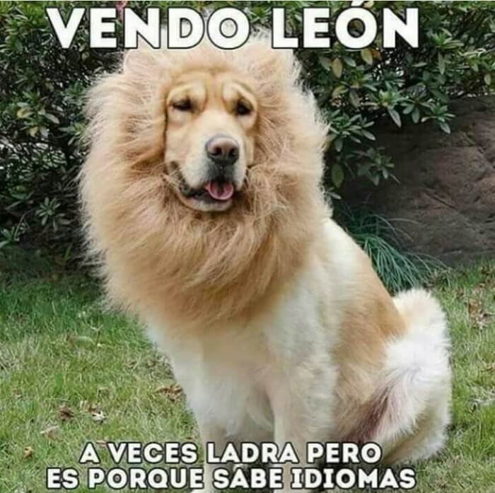 Se vende leon bilingue