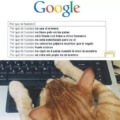 Si un gato usara Google